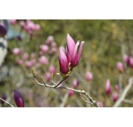 Blooming Twig Haiku Blog